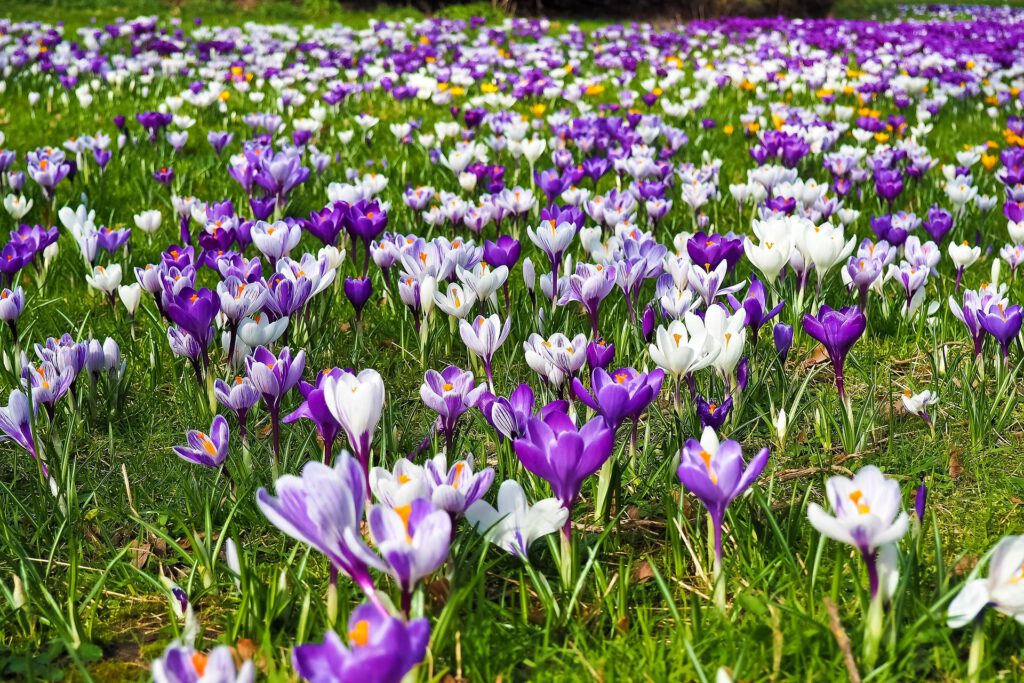 crocus-2139395_1920