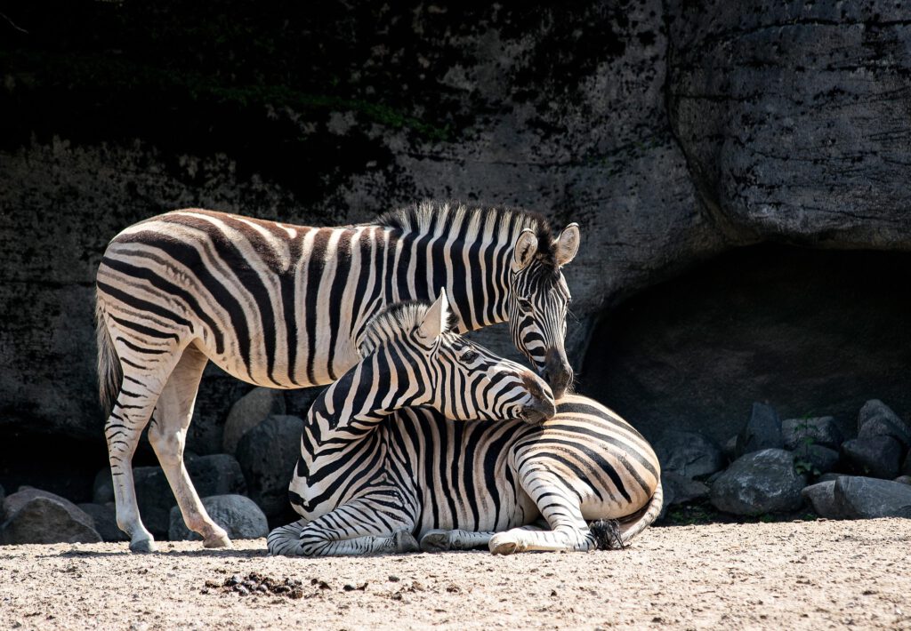 Tierische Abenteuer: Die besten Zoos & Wildparks für Familien in Deutschland